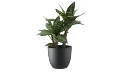 Sansevieria getopft