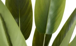 Strelitzia getopft