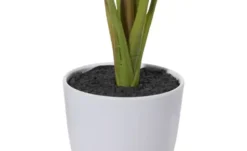 Strelitzia getopft