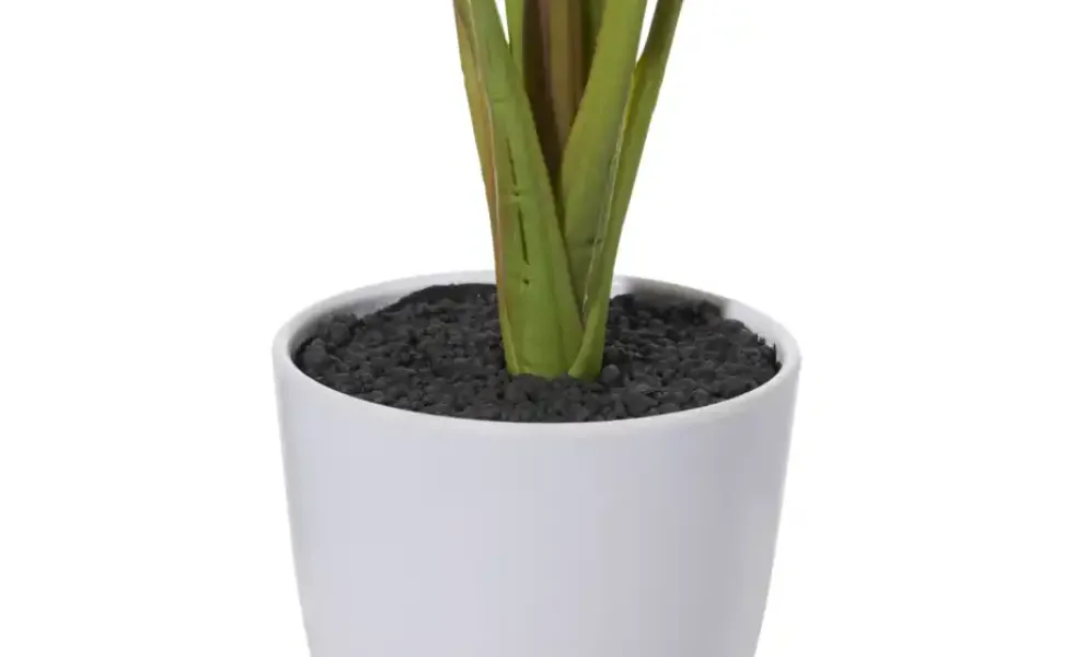 Strelitzia getopft