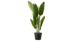 Strelitzia getopft