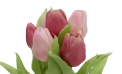 Tulpenbund