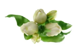 Tulpenbund