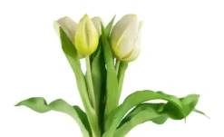Tulpenbund