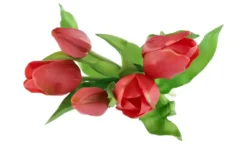 Tulpenbund