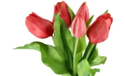 Tulpenbund