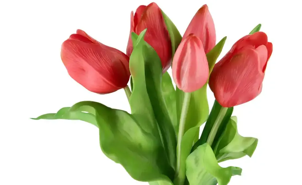 Tulpenbund