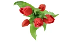 Tulpenbund