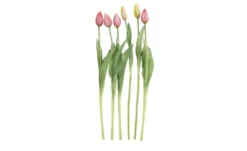 Tulpenbund, 7-fach