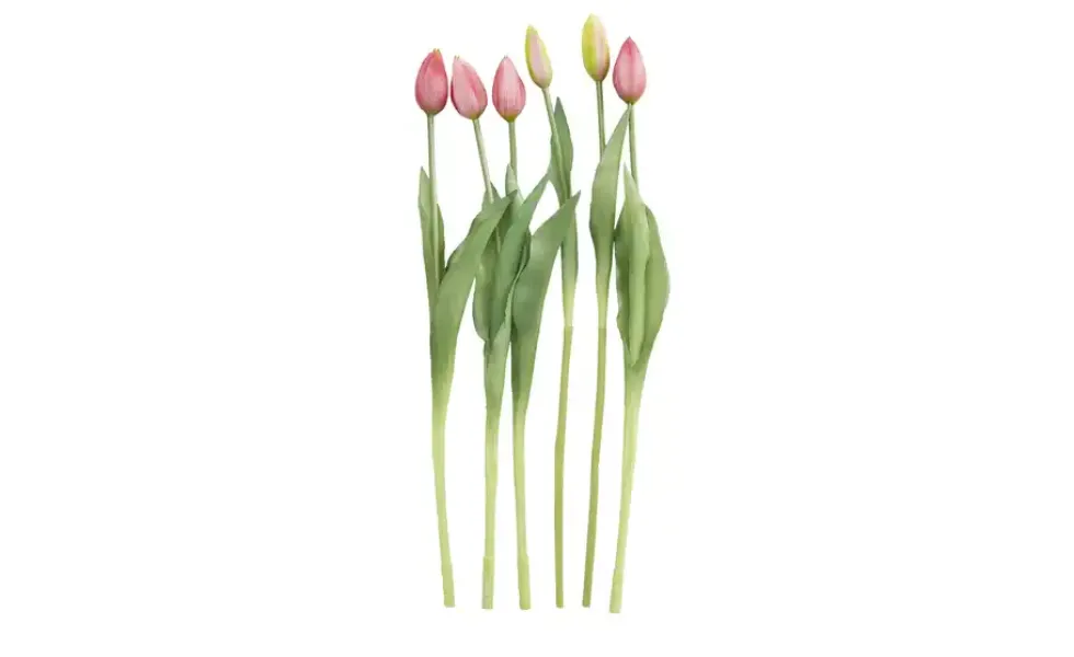 Tulpenbund, 7-fach