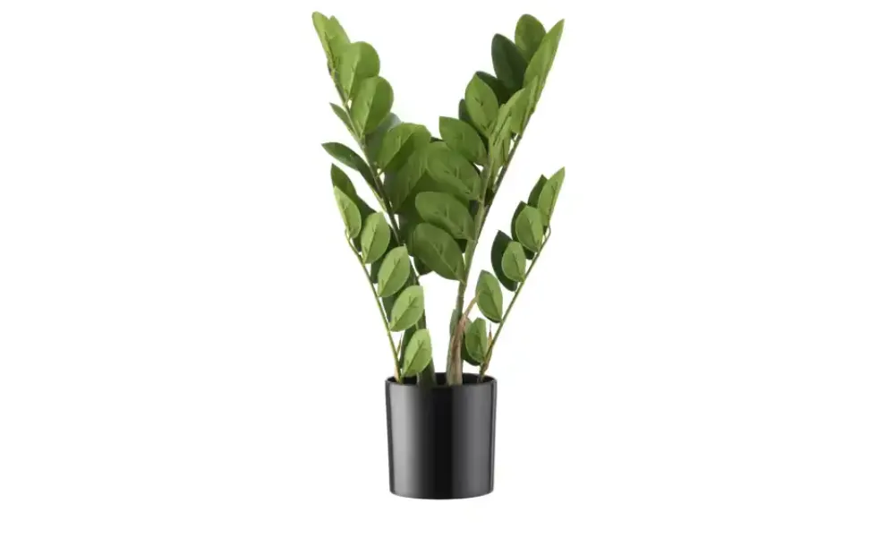 Zamifolia getopft