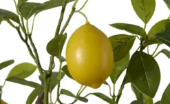 Zitronenbaum getopft